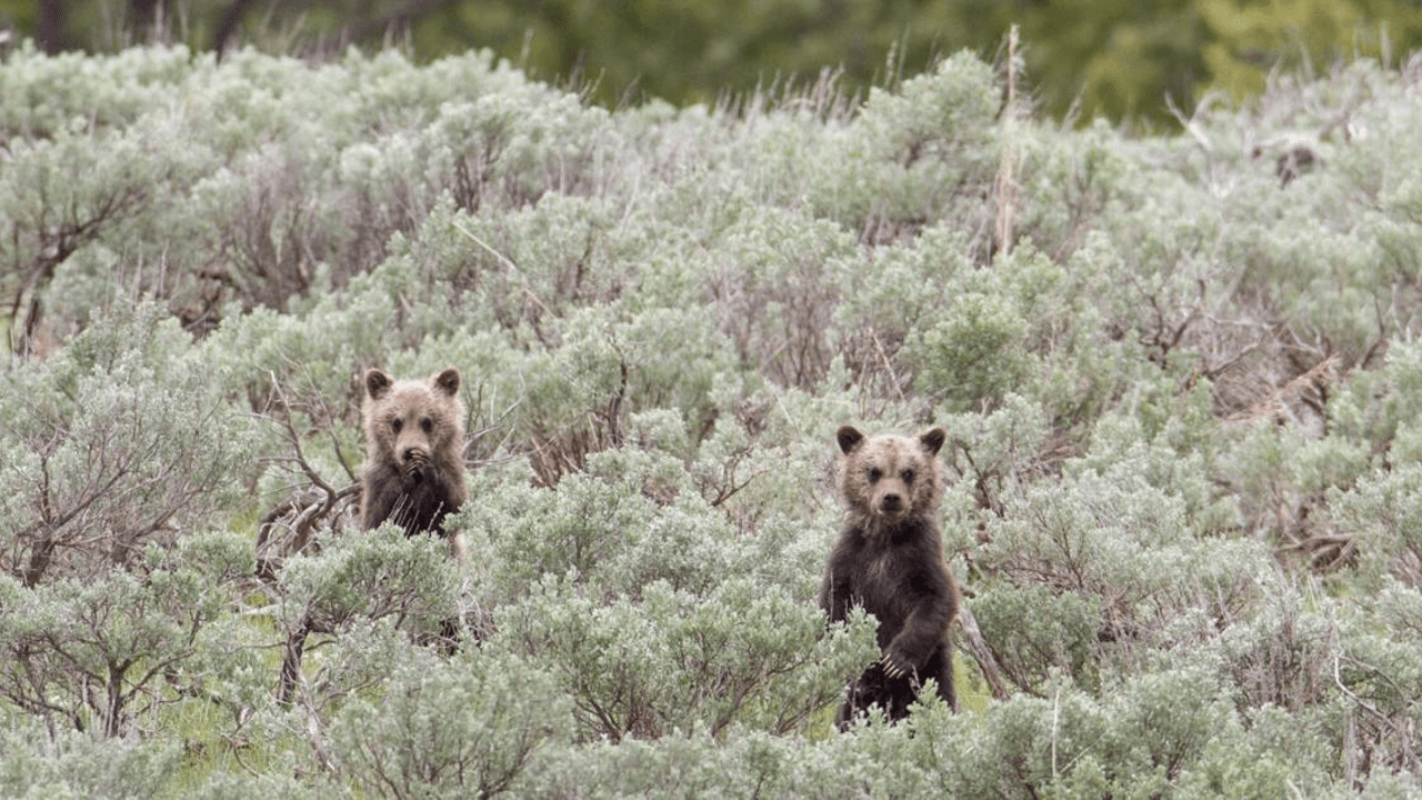 Yellowstone urges safe wildlife viewing: Keep your distance