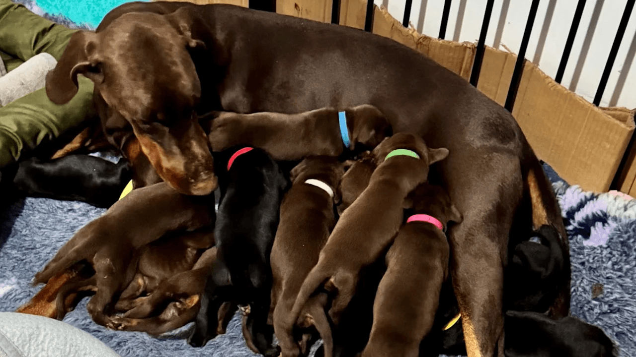 Doberman mum gives birth to 14 pups and equals UK record