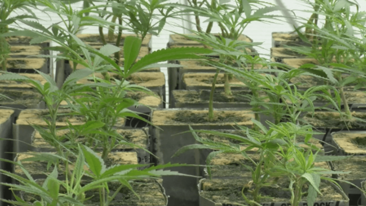 Report: Oklahoma youth use up 73% since medical marijuana legalization