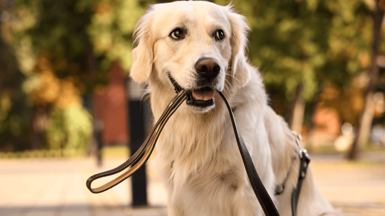 Golden Retriever 'Walks' Pup Sister to Bed in Cute Clip