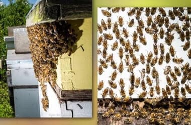 Sweet Beginnings urban beehives helping former prisoners build new lives