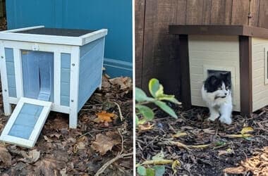 These outdoor cat houses keep stray and feral cats safe and warm, according to our real-world tests